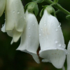 Digitalis purpurea alba - Abriachan Nurseries